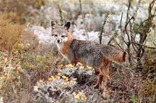 The island gray fox native to the Channel Islands of California as an example of island dwarfing