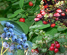 Bessen, eenvoudige vlezige vruchten. Van rechtsboven: veenbessen, lingonbessen, bosbessen rode stokbessen