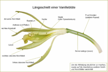 Vanilla planifolia Flower analysis