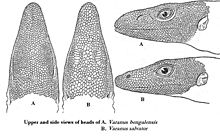 Head studies of Bengal monitor (V. bengalensis) and banded monitor (V. salvator)