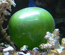 Valonia ventricosa , een soort alg, behoort tot de grootste eencellige soorten. Haar diameter kan 5 centimeter bereiken.
