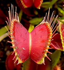 Venus Flytrap face parte dintr-un mic grup de plante capabile de mișcări rapide.