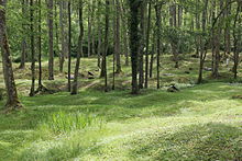 Even 100 years after the battle, the explosion craters are still clearly visible, as here at Bezonvaux