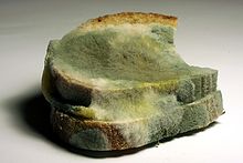 Bread with harmful mould