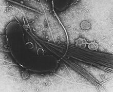 Cholera bacterium O395 wt wild type in electron microscope