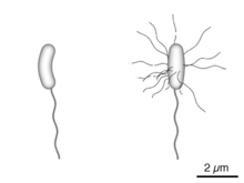 Vibrio cholerae with monotrichous flagella (left), Vibrio parahaemolyticus with one monotrichous and several peritrichous flagella (right).