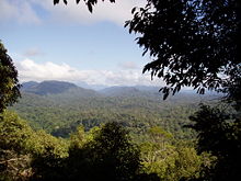 Tropical rainforest, Malaysia