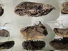 Roman leather shoes found in Vindolanda