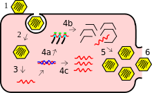 Replikační cyklus viru: 1-Připojení, 2-Penetrace, 3-Navrstvení, 4-Syntéza (4a-Transkripce, 4b-Translace, 4c-Replikace genomu), 5-Sestavení, 6-Uvolnění.