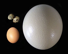 De grootte van vogeleieren varieert ruwweg naar gelang van de grootte van de volwassen vogel. De struisvogel legt een ei van 1,5 kg (rechts). De andere afgebeelde eieren zijn van een kip (linksonder) en kwartel (linksboven).