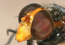 compound eyes of a hoverfly