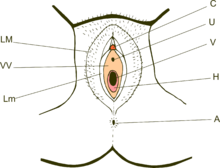 Schema der Vulva mit C für Klitoris, Harnröhre mit U markiert und Vaginalöffnung unten mit einem V; VV - Vestibulum der Vagina; H - Jungfernhäutchen, LM - eine der großen Schamlippen; Lm - kleine Schamlippen