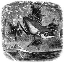 Wallace's vliegende kikker (Rhacophorus nigropalmatus) Illustratie uit De Maleise Archipel.  