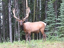 Wapiti or Elk at Maligne Lake in Jasper National Park