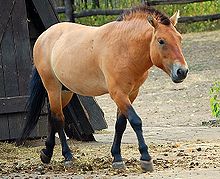 Przewalski's horse with reddish colored coat