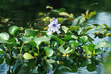 Thick-stalked water hyacinth (Eichhornia crassipes), a worldwide spreading neophyte