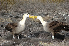 O famoso ritual de cortejo dos albatrozes ondulados
