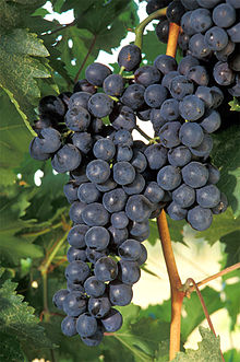 Grape with berries of a red grape variety