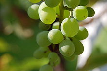 bunch of grapes of a white grape variety