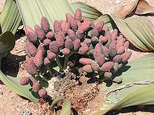 Female Welwitschia mirabilis with cone-shaped inflorescences