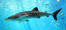 A whale shark and other marine fish in captivity outside their natural habitat