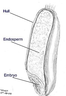 Kviečių sėkla, supjaustyta pjūviu, kad matytųsi endospermas ir embrionas