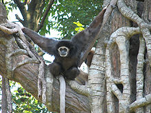 Subindo o Lar Gibbon no Zoológico de Cincinnati