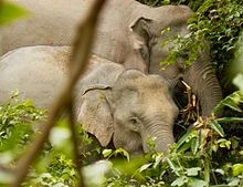 Wild elephants in Khao Yai National Park
