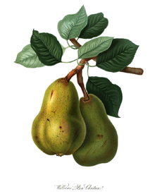 Williams päron, tryck från 1822 från Horticultural Society of London, digitaliserat av Google  
