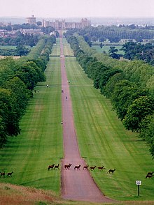 Red deer crossing the "Long Walk" (L), which leads through the "Windsor Great Park" to the castle