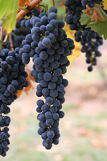 Wine is a cultural product, made from the fermented juice of the grape.