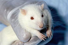 Myszy i inne zwierzęta są często wykorzystywane do eksperymentów.