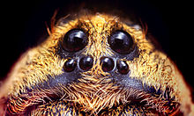 Eye area of a Hogna species