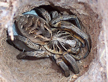 Top view of a wolf spider in the living tube