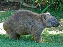 Almindelig wombat  