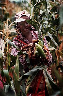 Woman harvesting corn