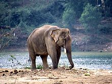 Working elephant on the bank of the Perfume River in Central Vietnam