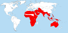Distribution of monitor lizards