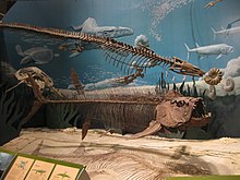 Mosasaurus existed in North America alongside bony fishes such as Xiphactinus, sea turtles such as Protostega, and mosasaurs of the family Plioplatecarpinae.