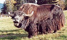 House-yak-bull, that shows many characteristics of the Wildyaks in the appearance.