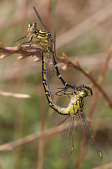 Paar geel gestreepte jagers aan het paren