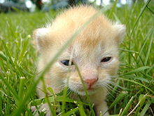 Een heel jong poesje. Dit kitten is uit het nest gehaald voor een foto; zijn oogjes zijn net open, maar hij kan nog niet goed zien.