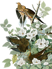 Illustratie van rouwduiven uit The Birds of America