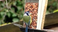 Media afspelen Het eten van pinda's uit een vogelvoederhuisje in de tuin  