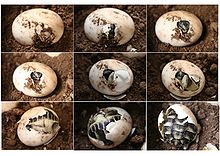Hatching process of a Greek tortoise (Testudo hermanni)