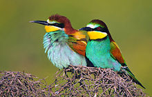 Bee-eater in Diyarbakır province, south-east Anatolia