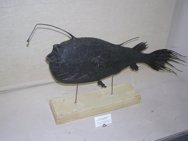 Hembra con macho parásito, preparación en el Museo de Zoología de San Petersburgo