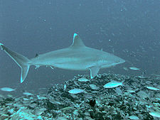 El tiburón punta de plata recibe su nombre por las puntas blancas de sus aletas  