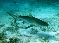 Galapagos haaien jagen meestal in de buurt van de zeebodem  