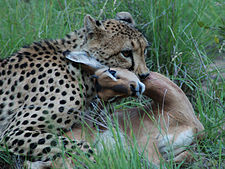 Een cheetah wurgt een impala, Timbavati Game Reserve, Zuid-Afrika